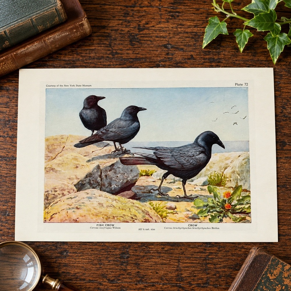 Crow Bird Art Print Vintage Illustration REproduction Fish Crow Wall Decor